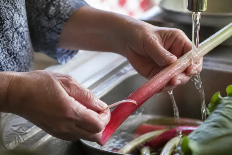Hände schälen Rhabarberstangen gründlich, um Oxalsäure für das rhabarber einkochen zu reduzieren.